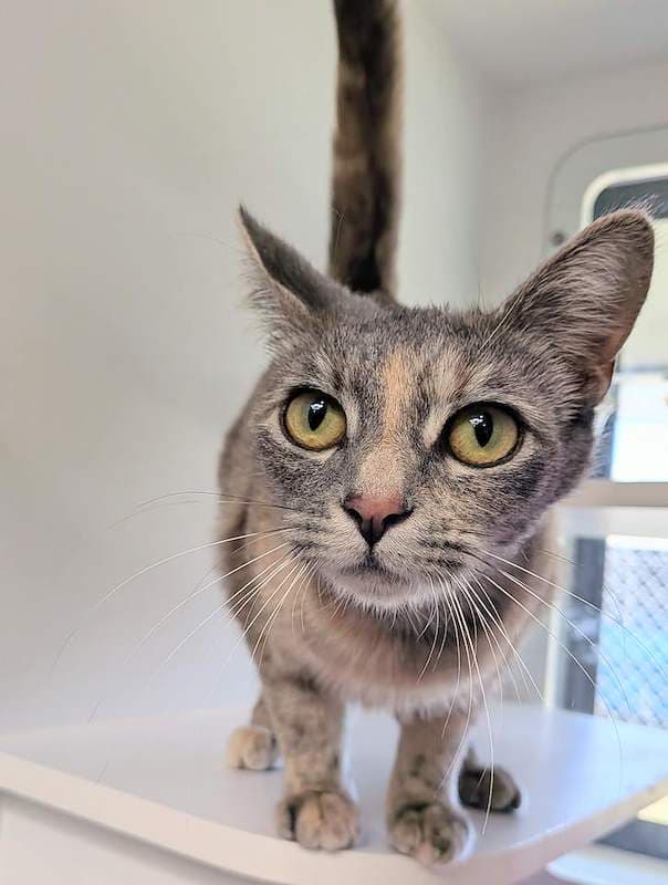 Pip - Domestic Short Hair (DSH) cat available for adoption at RSPCA Queensland in Brisbane