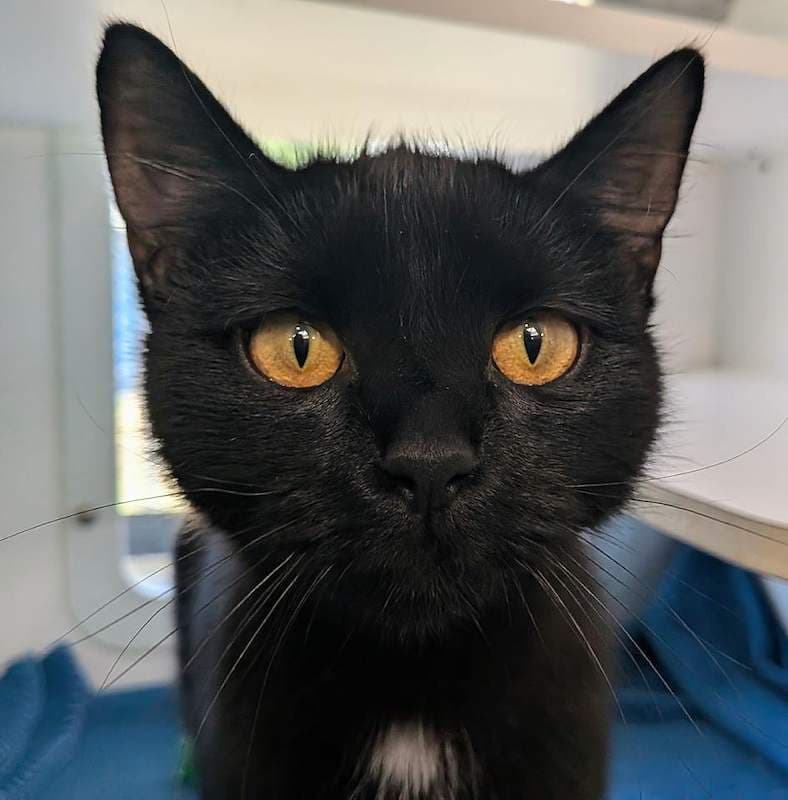 Penguin - Domestic Short Hair (DSH) cat available for adoption at RSPCA Queensland in Brisbane