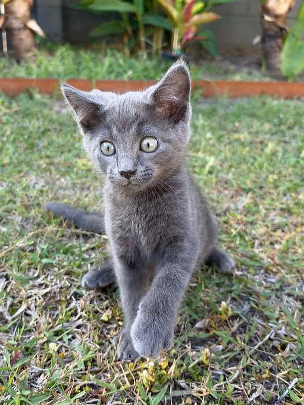Chex - Domestic Short Hair cat available for adoption at RSPCA Queensland in Townsville