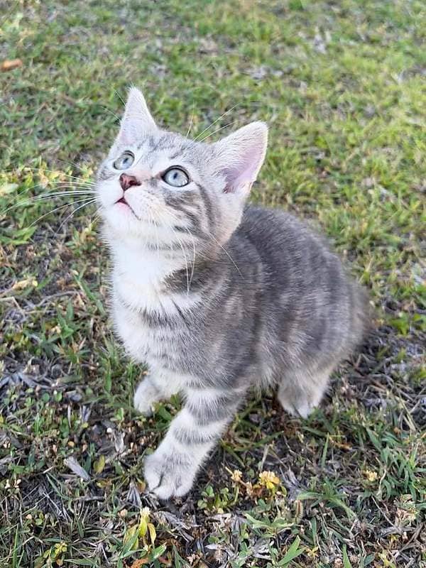 Chia - Domestic Short Hair cat available for adoption at RSPCA Queensland in Townsville