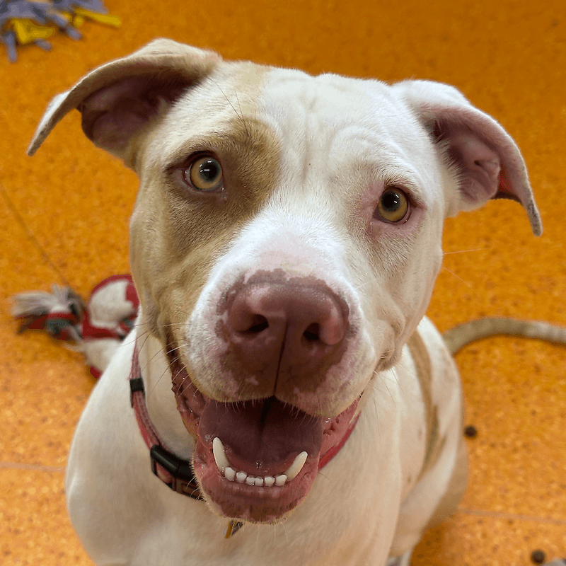 Tipsy - American Staffordshire Bull Terrier Cross available for adoption
