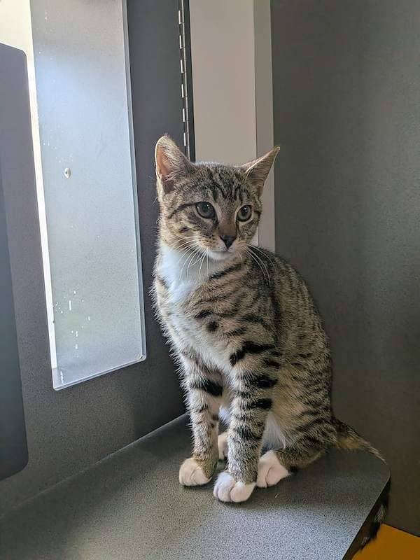 Luka - Domestic Short Hair cat available for adoption at RSPCA Queensland in Toowoomba