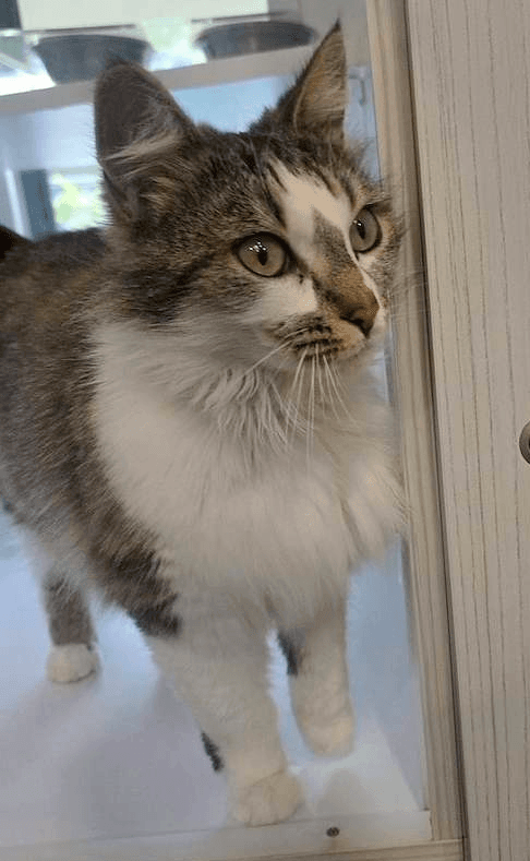 Arwen - Domestic Medium Hair (DMH) cat available for adoption at RSPCA Queensland in Brisbane