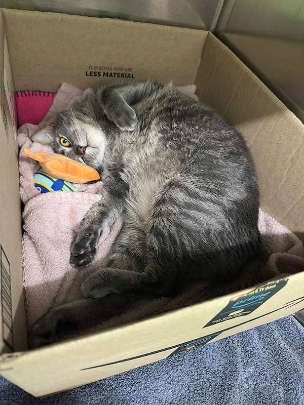 Goose - Domestic Short Hair cat available for adoption at RSPCA Queensland in Brisbane