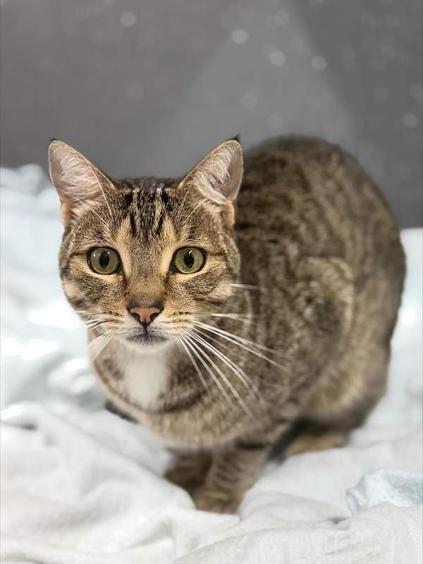 Beanz - Domestic Short Hair cat available for adoption at RSPCA Queensland in Mackay