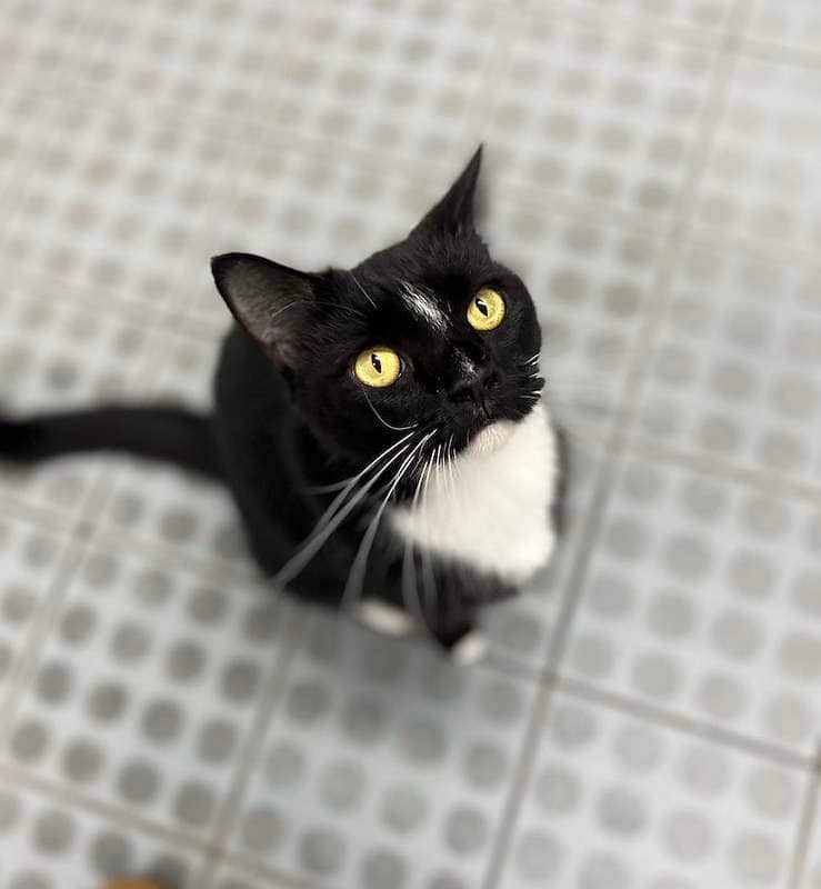Neo - Domestic Short Hair cat available for adoption at RSPCA Queensland in Townsville