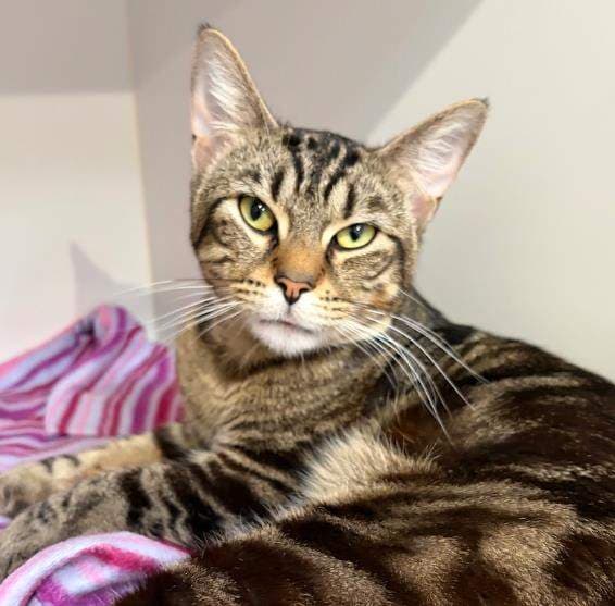 Bravo - Domestic Short Hair cat available for adoption at RSPCA Queensland in Brisbane