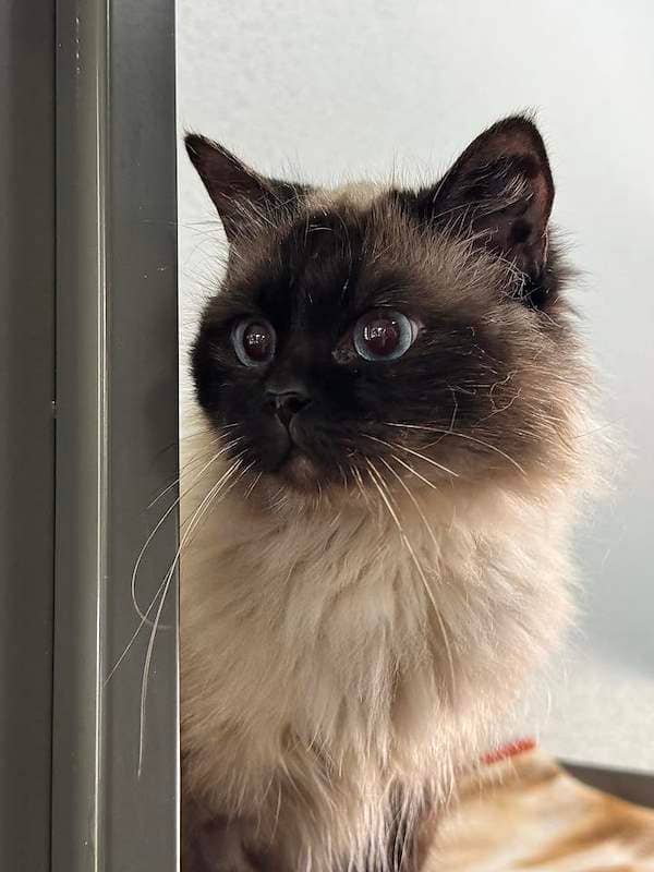 Socks - Ragdoll cat available for adoption at RSPCA Queensland in Mackay