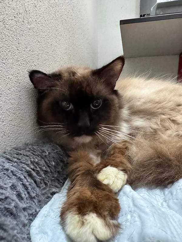 Milo - Ragdoll cat available for adoption at RSPCA Queensland in Mackay