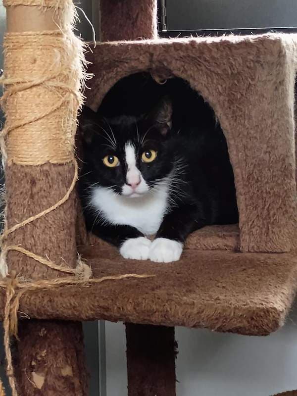 Georgi - Domestic Short Hair cat available for adoption at RSPCA Queensland in Cairns