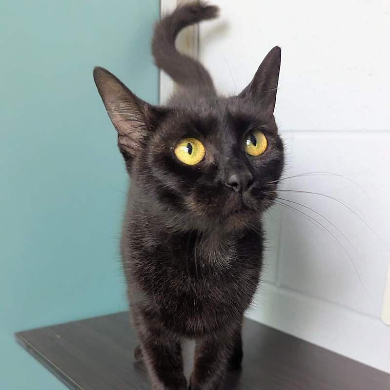 Spell - Domestic Short Hair cat available for adoption at RSPCA Queensland in Brisbane