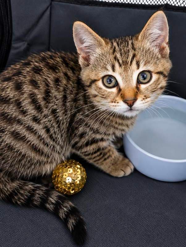 Sonic - Domestic Short Hair cat available for adoption at RSPCA Queensland in Brisbane