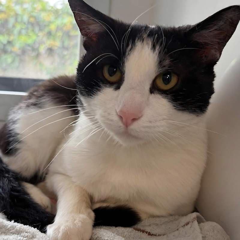Magic - Domestic Short Hair cat available for adoption at RSPCA Queensland in Brisbane