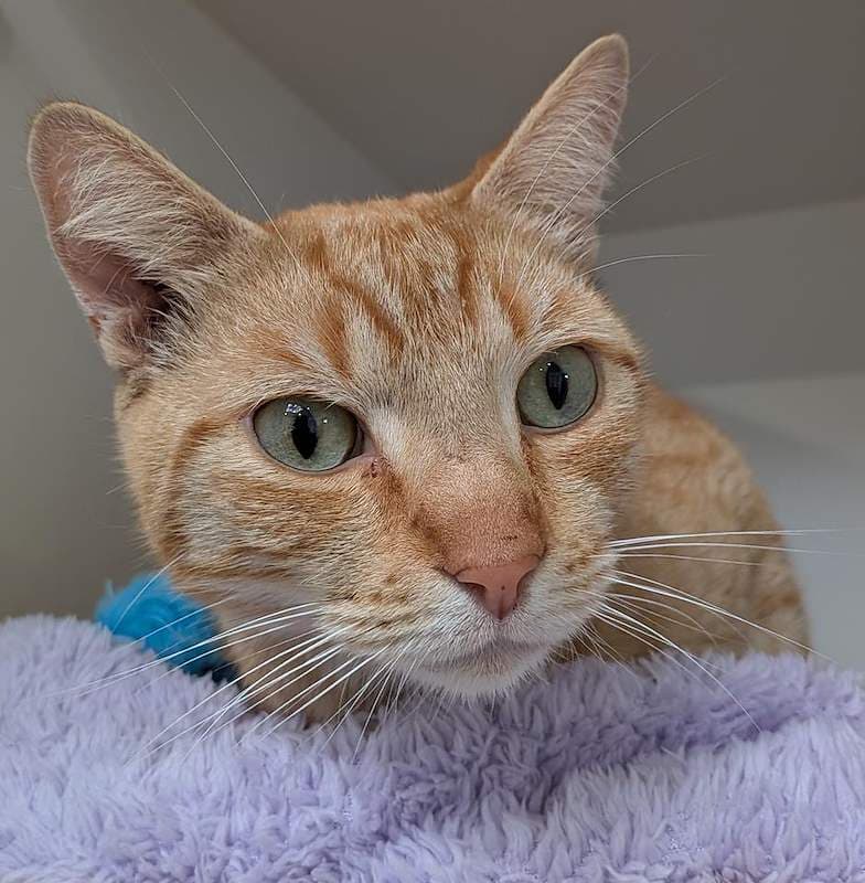 Twist - Domestic Short Hair cat available for adoption at RSPCA Queensland in Brisbane