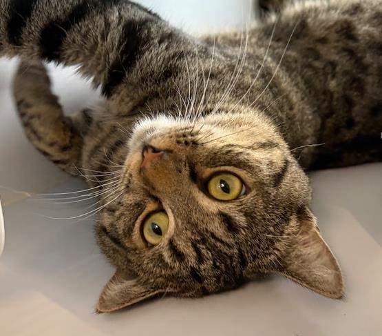 Jive - Domestic Short Hair cat available for adoption at RSPCA Queensland in Brisbane