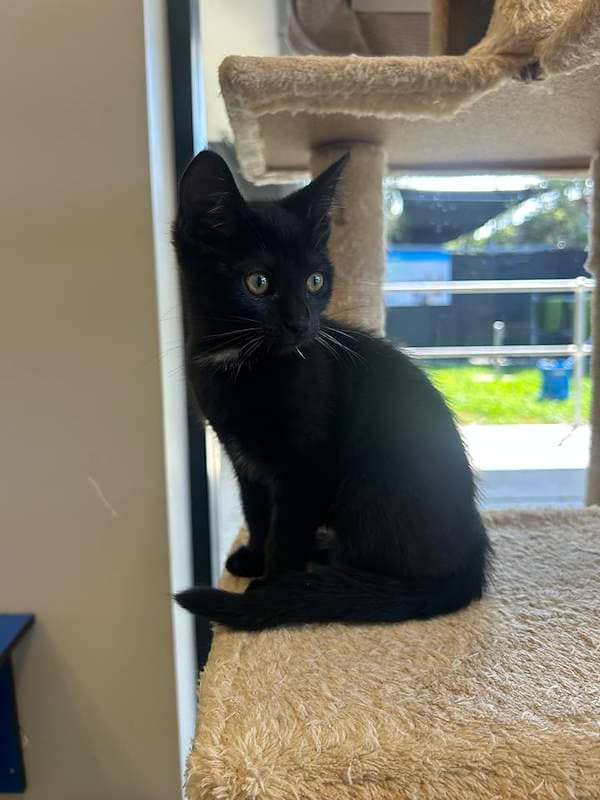 Minnie - Domestic Short Hair cat available for adoption at RSPCA Queensland in Cairns