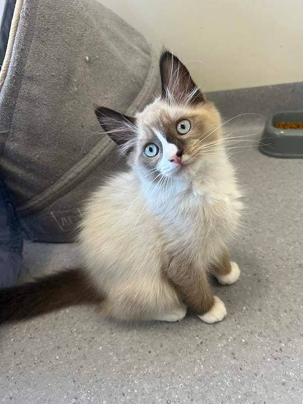 Mickey - Ragdoll Cross cat available for adoption at RSPCA Queensland in Cairns