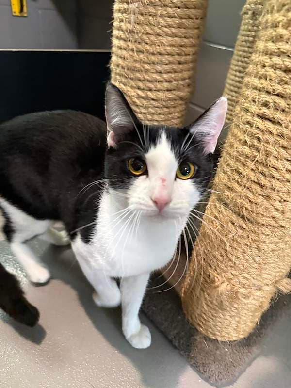 Boof - Domestic Short Hair cat available for adoption at RSPCA Queensland in Gympie