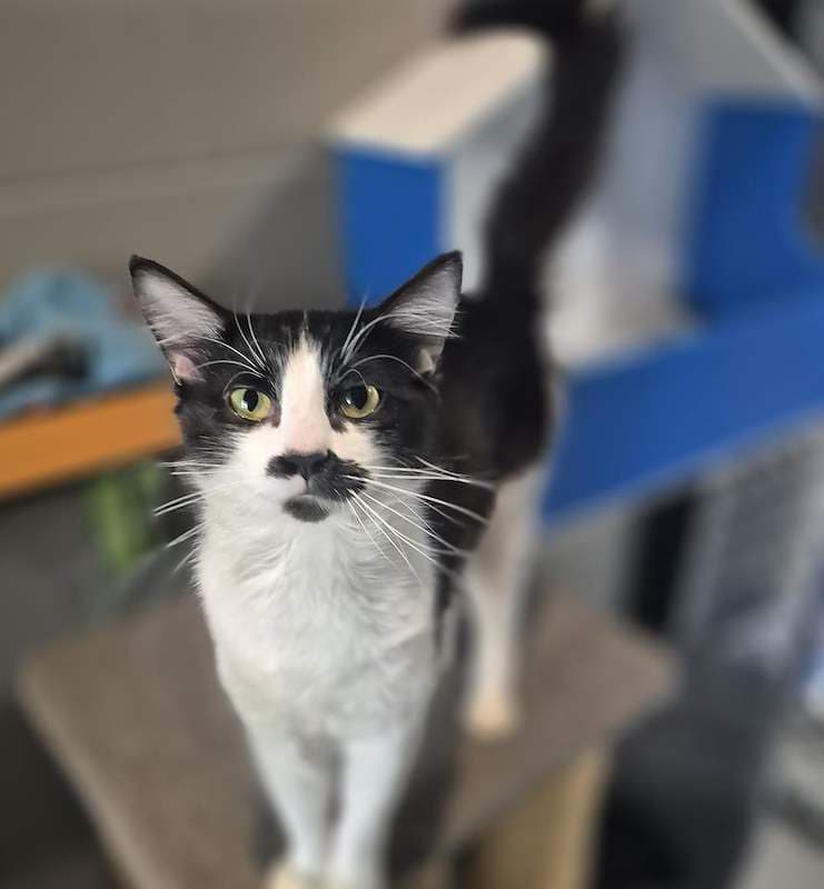 Charlie - Domestic Medium Hair cat available for adoption at RSPCA Queensland in Gympie