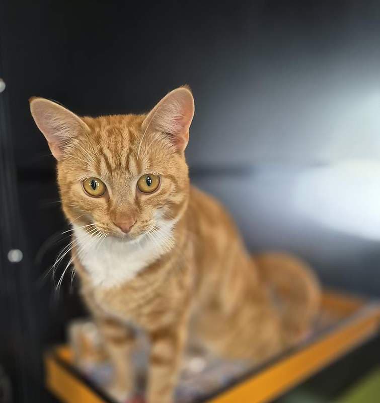 Biscoff - Domestic Short Hair (DSH) cat available for adoption at RSPCA Queensland in Gympie