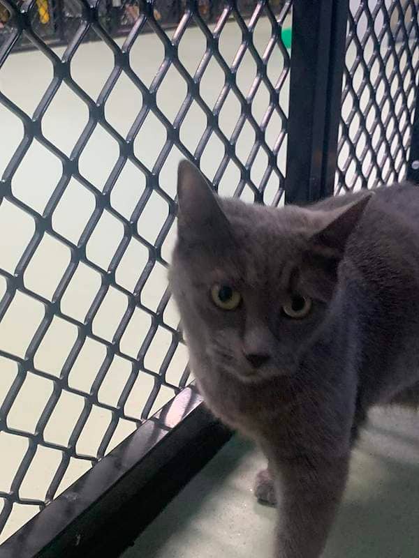 Mena - Domestic Short Hair cat available for adoption at RSPCA Queensland in Toowoomba