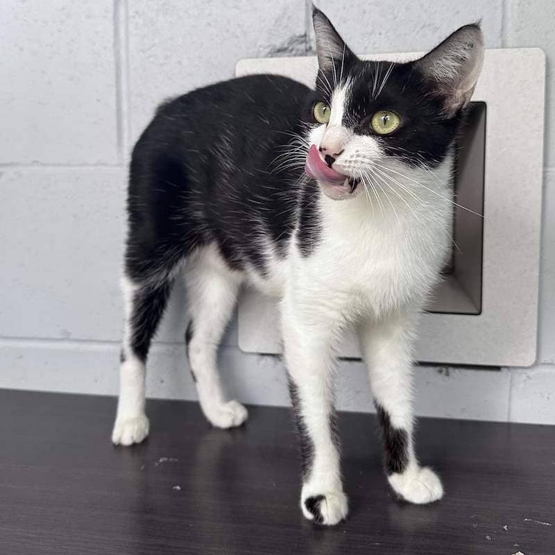 Pawticia - Domestic Short Hair cat available for adoption at RSPCA Queensland in Brisbane