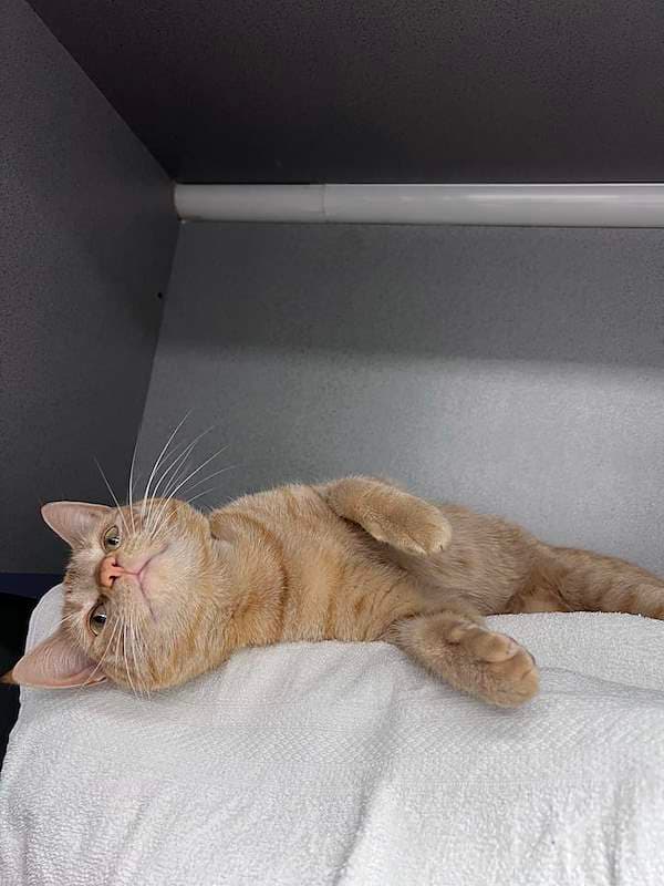 Gea - Domestic Short Hair cat available for adoption at RSPCA Queensland in Townsville