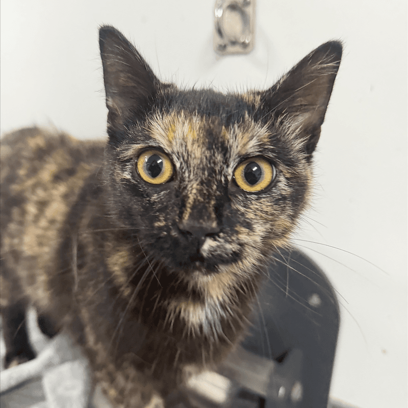 Joletta - Domestic Short Hair cat available for adoption at RSPCA Queensland in Mackay