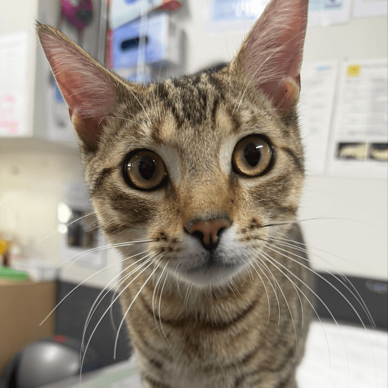 Marvin - Domestic Short Hair cat available for adoption at RSPCA Queensland in Mackay