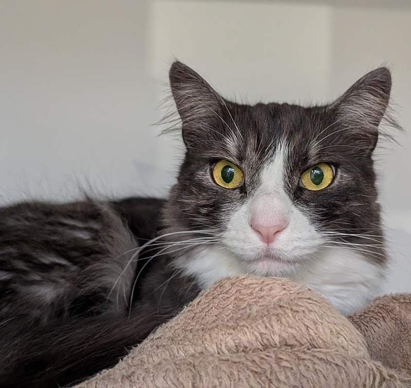 Hanna - Domestic Medium Hair cat available for adoption at RSPCA Queensland in Brisbane