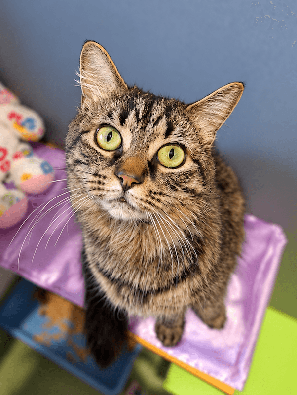 Fallon - Domestic Short Hair cat available for adoption at RSPCA Queensland in Toowoomba