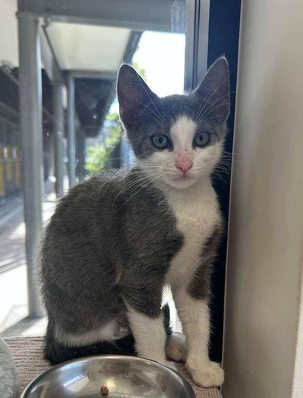 Celeste - Domestic Short Hair cat available for adoption at RSPCA Queensland in Cairns