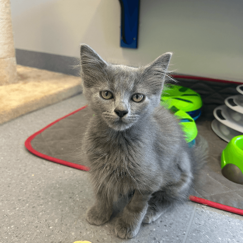 Dusty - Domestic Medium Hair cat available for adoption at RSPCA Queensland in Cairns