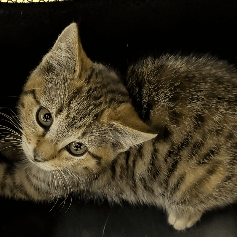 Chick - Domestic Short Hair cat available for adoption at RSPCA Queensland in Brisbane