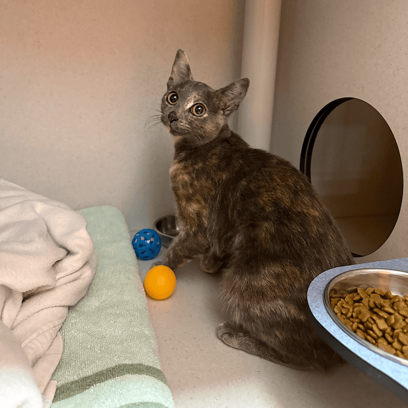 Kiwi - Domestic Short Hair cat available for adoption at RSPCA Queensland in Brisbane