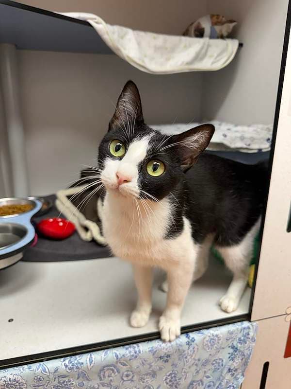 Princess - Domestic Short Hair cat available for adoption at RSPCA Queensland in Brisbane