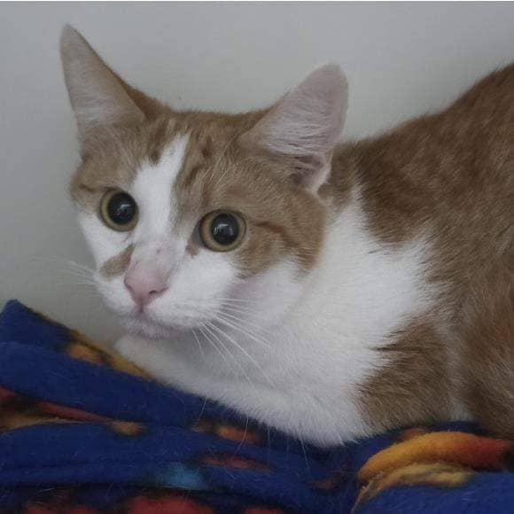 Cha Cha - Domestic Short Hair cat available for adoption at RSPCA Queensland in Brisbane