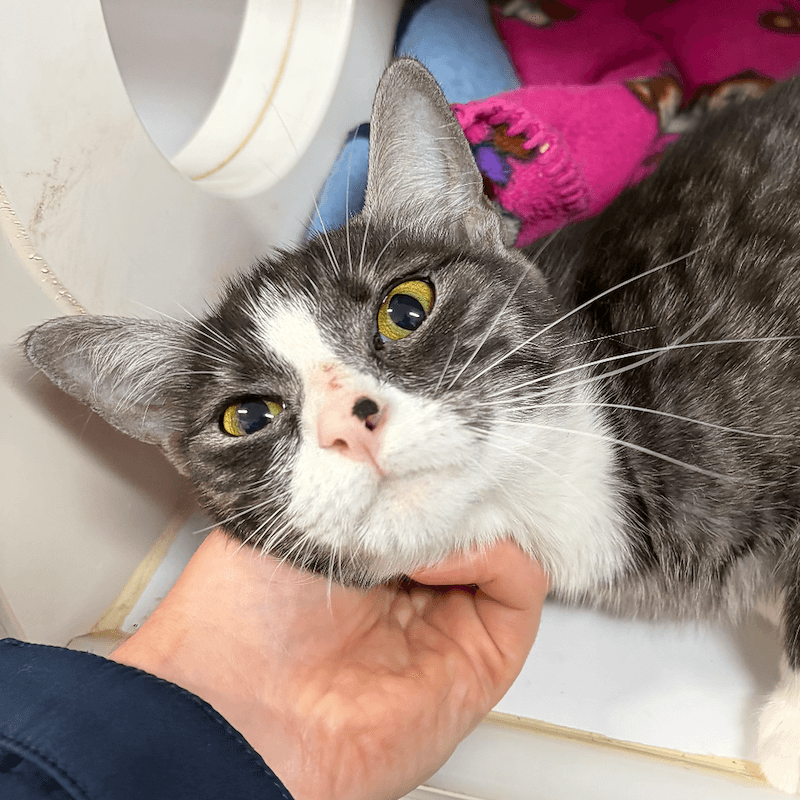Olivia Benson - Domestic Short Hair cat available for adoption at RSPCA Queensland in Brisbane