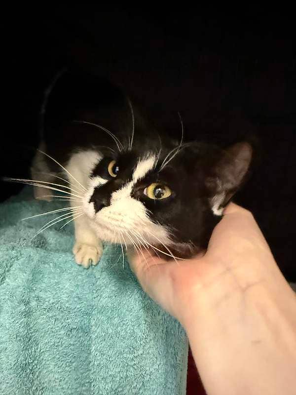 Dolly - Domestic Short Hair cat available for adoption at RSPCA Queensland in Gympie