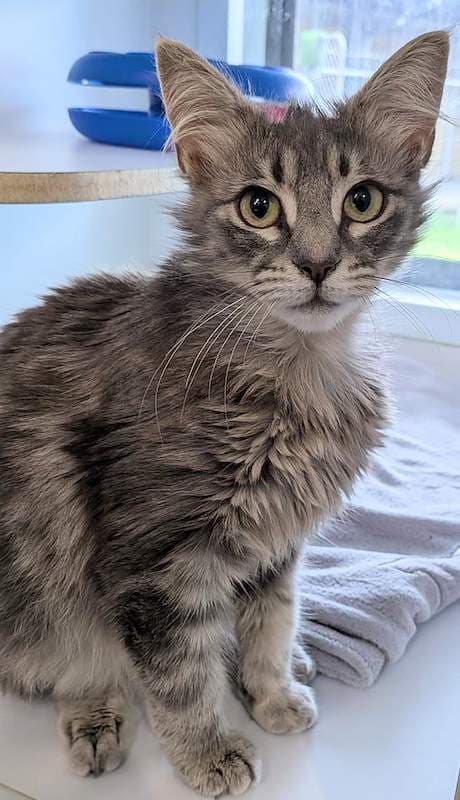 Stella - Domestic Medium Hair cat available for adoption at RSPCA Queensland in Brisbane