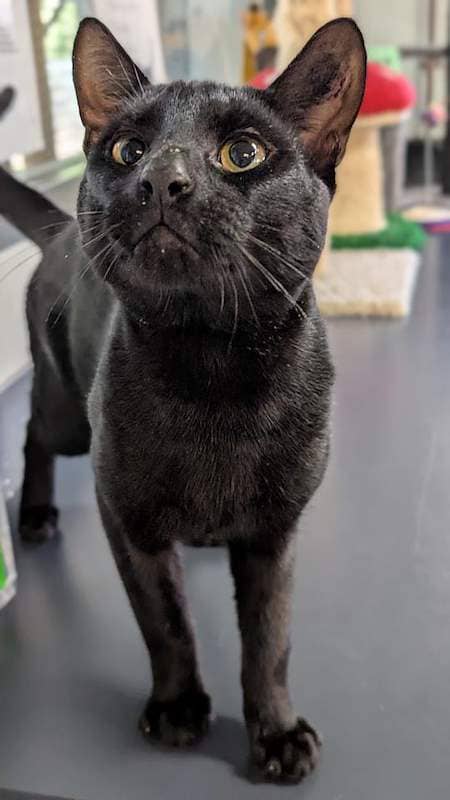 Binx - Domestic Short Hair cat available for adoption at RSPCA Queensland in Mackay
