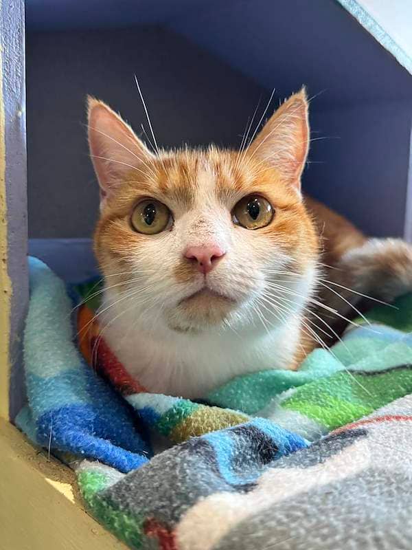 Pawticia - Domestic Short Hair cat available for adoption at RSPCA Queensland in Mackay