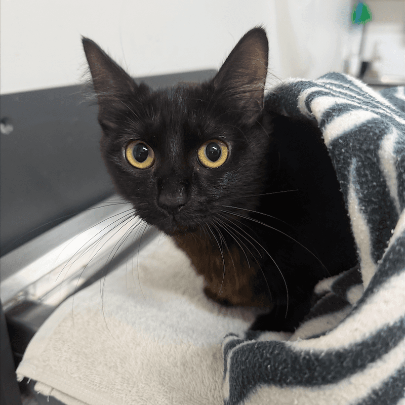 Voodoo - Domestic Medium Hair cat available for adoption at RSPCA Queensland in Mackay