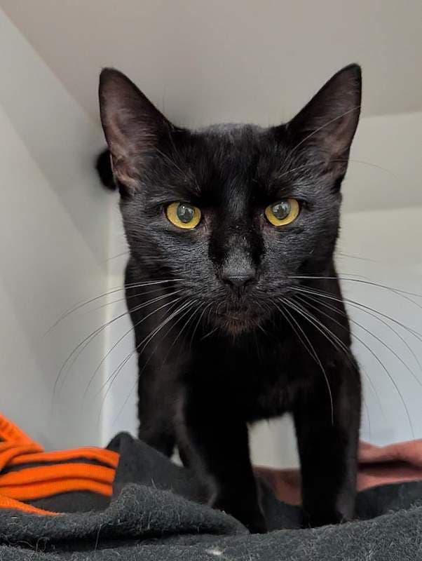 Pumpkin - Domestic Short Hair cat available for adoption at RSPCA Queensland in Brisbane