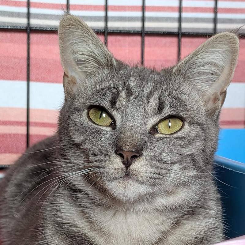 Cosette - Domestic Short Hair cat available for adoption at RSPCA Queensland in Brisbane