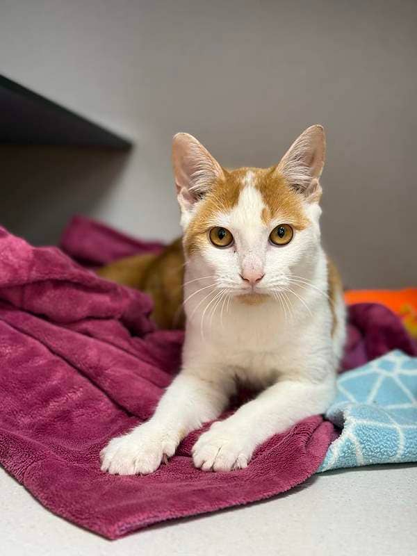 Cheeto - Domestic Short Hair cat available for adoption at RSPCA Queensland in Brisbane