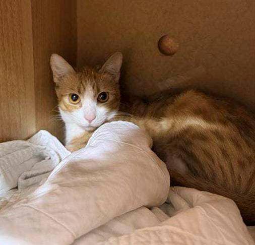 Marmalade - Domestic Short Hair cat available for adoption at RSPCA Queensland in Brisbane
