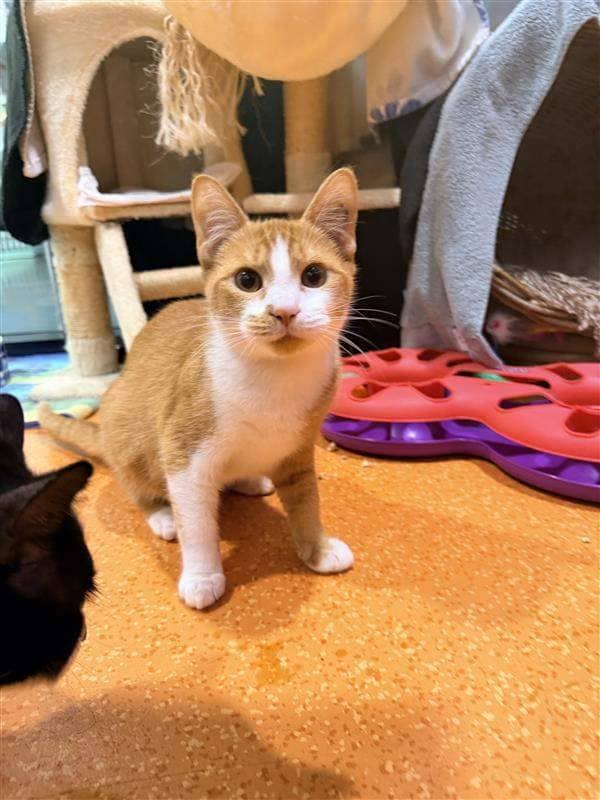 Jaffa - Domestic Short Hair cat available for adoption at RSPCA Queensland in Brisbane
