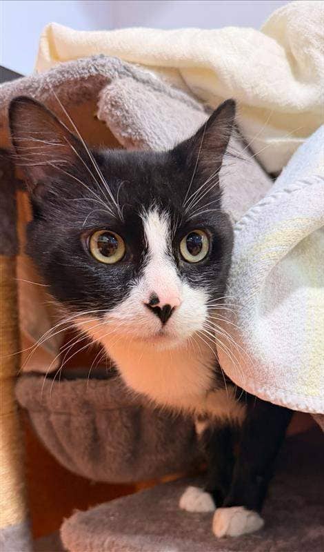 Magpie - Domestic Short Hair cat available for adoption at RSPCA Queensland in Brisbane