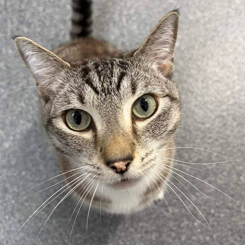 Prickle - Domestic Short Hair cat available for adoption at RSPCA Queensland in Brisbane